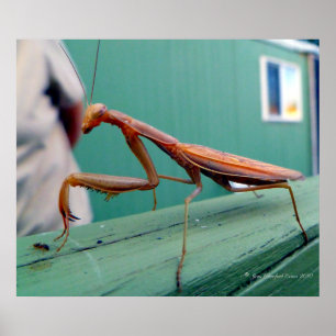 Pôster Prezando Mantis & ant