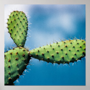 Poster Prickley Cactus