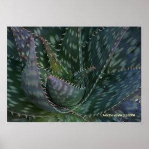 Pôster Prickly Aloe Vera