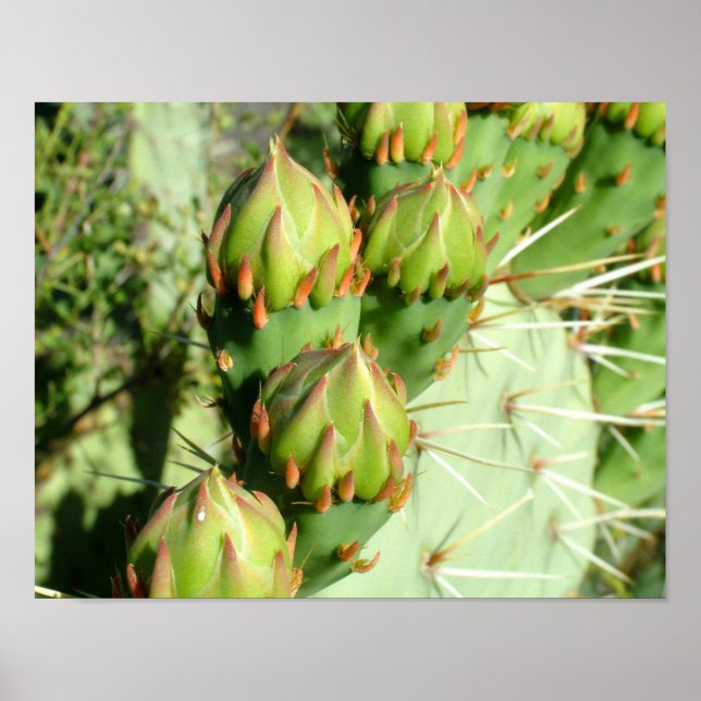 Poster Prickly Pear Blooms (Frente)