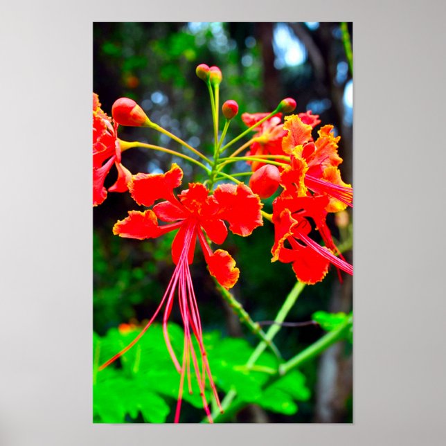 Poster Pride of Barbados Stretched Canvas Print (Frente)