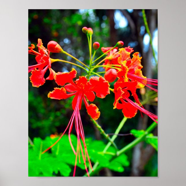 Poster Pride of Barbados Stretched Canvas Print (Frente)