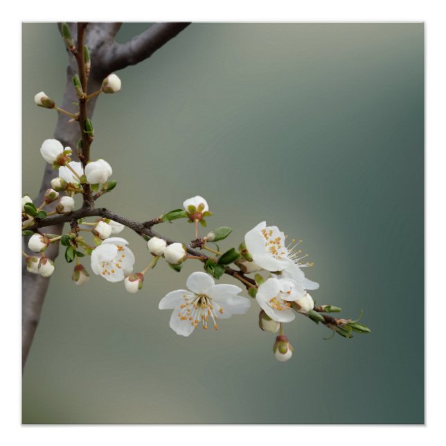 Pôster primavera (Frente)