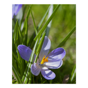 Pôster Primavera