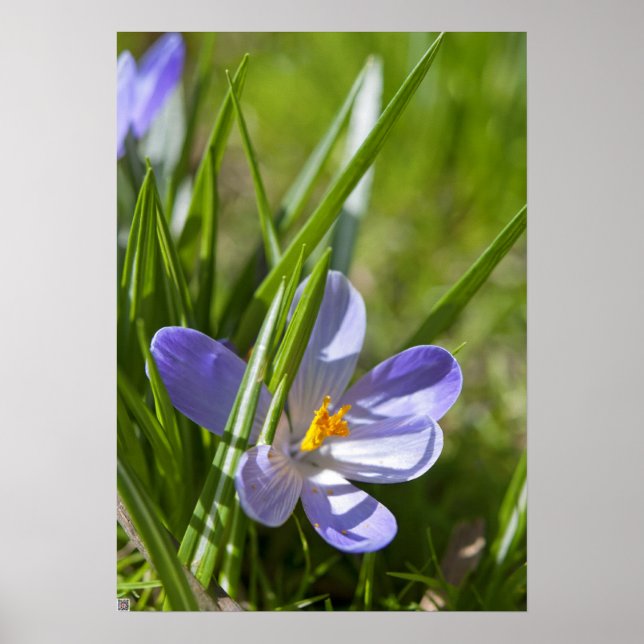 Pôster Primavera (Frente)