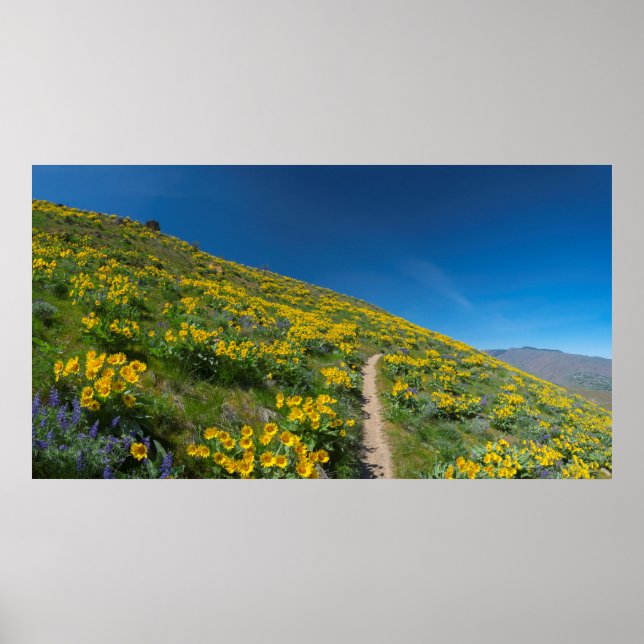 Poster Primavera Balsam Superbloom (Frente)