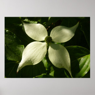 Pôster Primavera branco da flor Sunlit do Dogwood floral