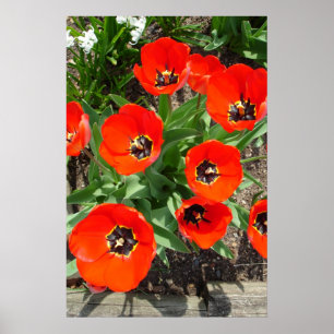 Poster Primavera Burst