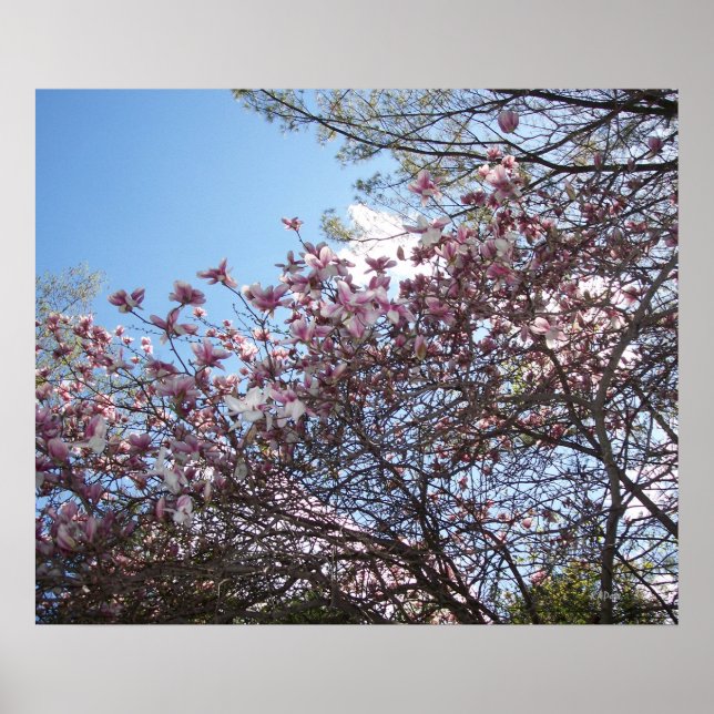 Pôster Primavera Cherry Blossoms (Frente)