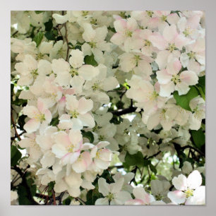 Poster Primavera Crabapple Flower Blossoms Close (Brilhos