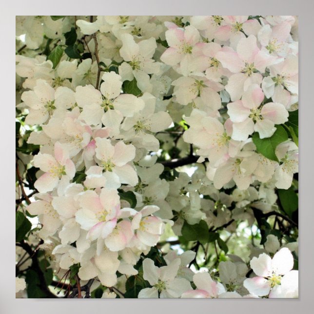 Poster Primavera Crabapple Flower Blossoms Close (Brilhos (Frente)