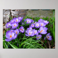 Primavera Crocus