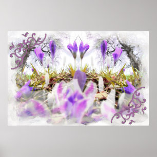 Poster Primavera Crocuses