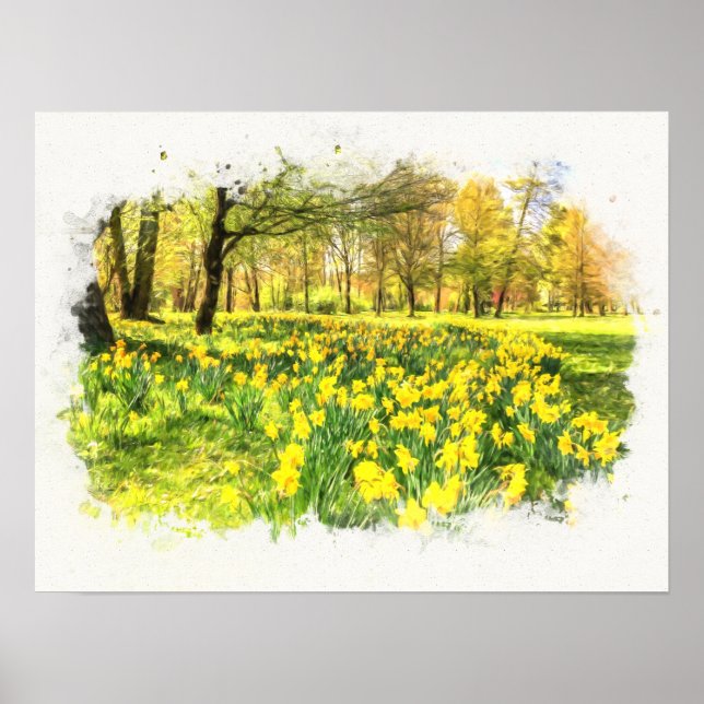 Poster Primavera Daffodils (Frente)