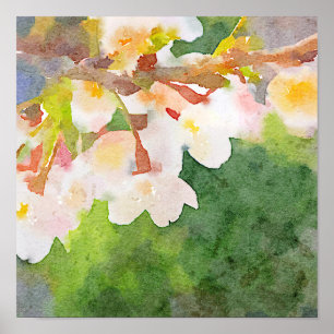 Poster Primavera das flores de Sakura da aguarela das