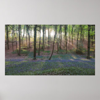 Poster Primavera Dawn