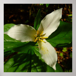 Poster Primavera de flor branca Trillium