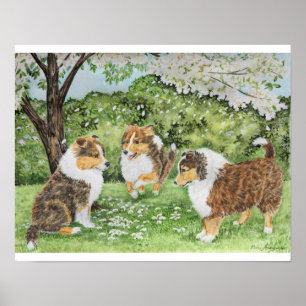 Pôster Primavera de Sheltie