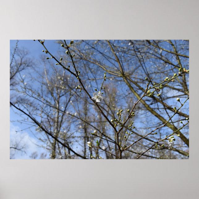 Poster Primavera despertando (Frente)