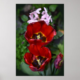 Poster Primavera despertando, Tulipas