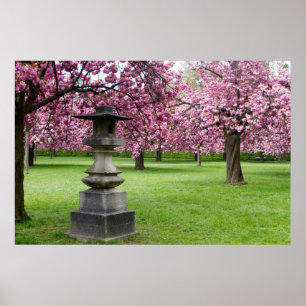 Pôster Primavera em Paris Cherry Blossoms