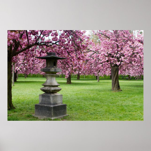 Pôster Primavera em Paris Cherry Blossoms (Frente)