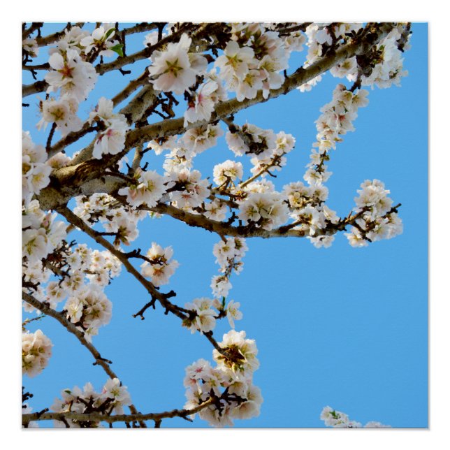 Pôster Primavera esbranquiçado (Frente)