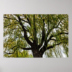 Pôster primavera espera silenciada