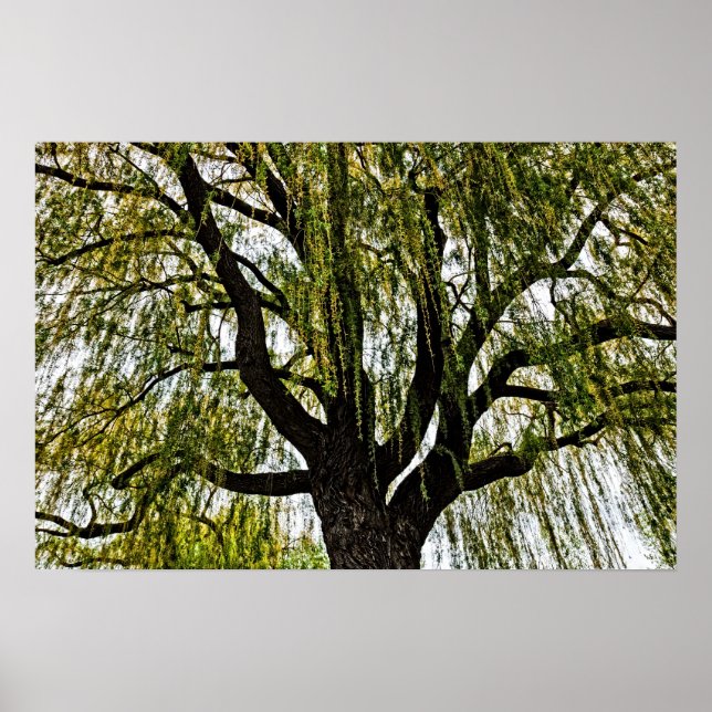 Pôster primavera espera silenciada (Frente)