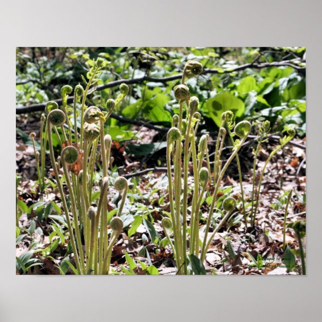 Poster Primavera Fiddlehead Ferns Nature (Frente)