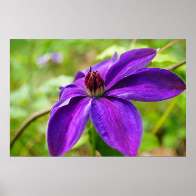 Pôster Primavera Fling! (Frente)