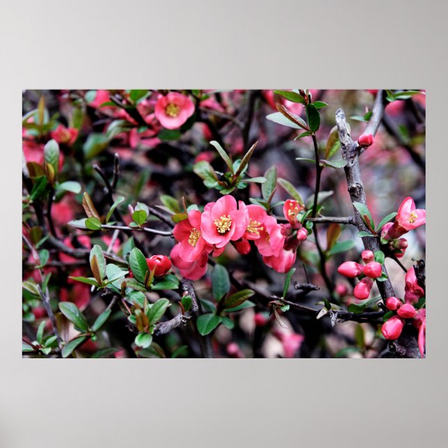 Pôster Primavera Flor de Rosa (Frente)