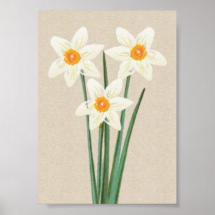 Poster Primavera fresco Daffodils Aquarela