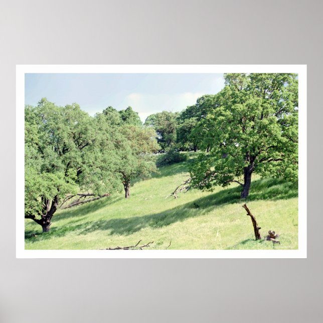 Poster Primavera Hillside, San Jose (poster) (Frente)