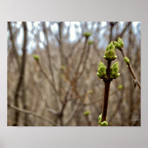 Pôster Primavera [impressão]