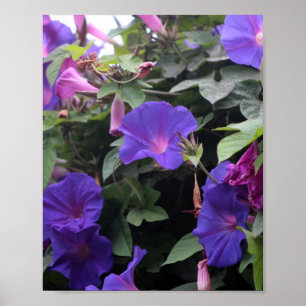 Poster Primavera Morning Glories in Blue