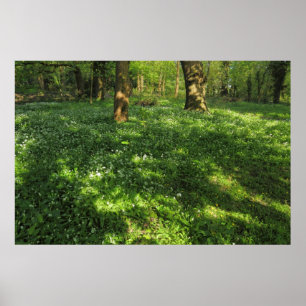 Poster Primavera na floresta