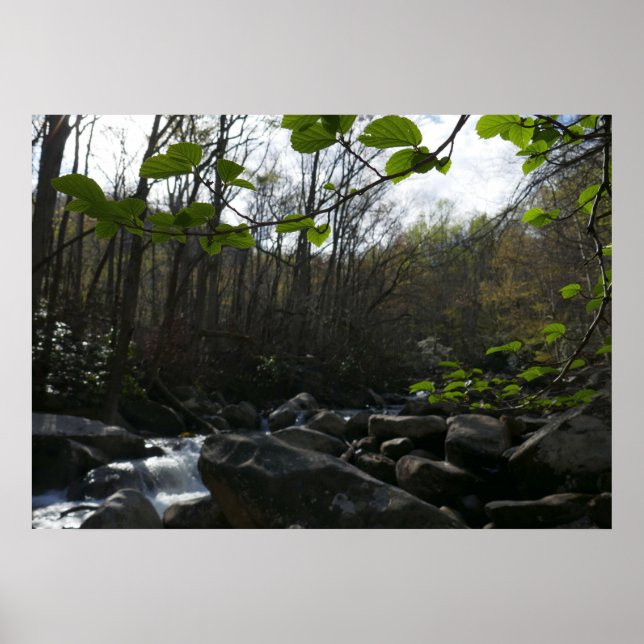 Poster Primavera no Rio Pequeno Pombo (Frente)