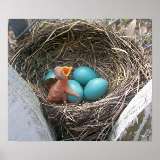 Poster primavera_novo_nascimento_primeiro