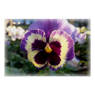 Pôster primavera Pansy colorido