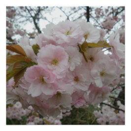 Pôster Primavera Pinky Poster