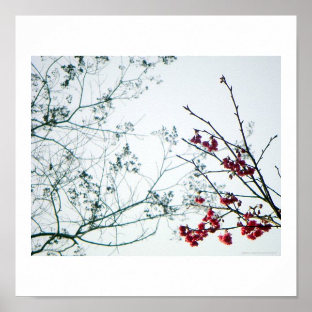 Pôster Primavera Reach Out/Cherry Blossoms Photo-Impressã (Frente)