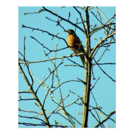 Pôster Primavera Robin