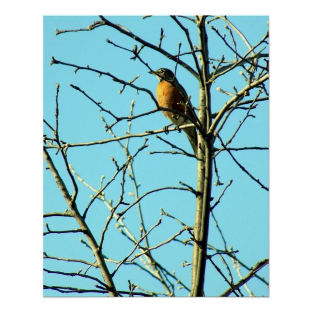 Pôster Primavera Robin (Frente)