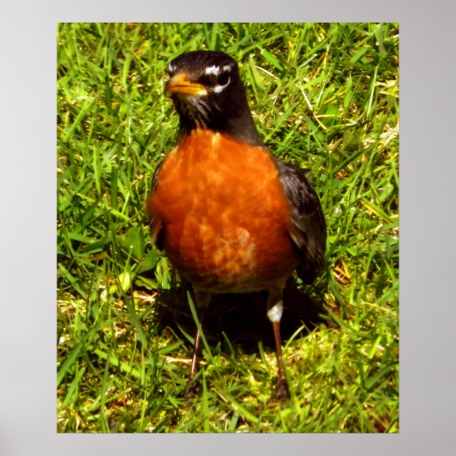 Pôster Primavera Robin (Frente)