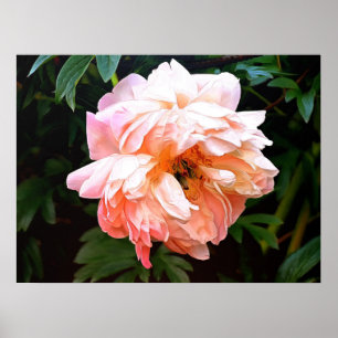 Poster Primavera romântico Peony em Pale Peach