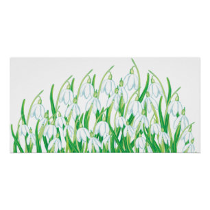 Pôster Primavera Snowdrops