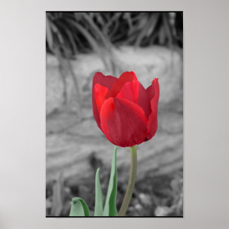 Poster Primavera Tulip