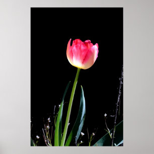 Poster Primavera tulipa