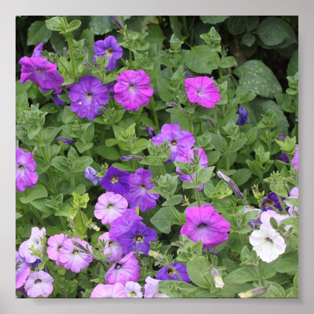Poster Primavera Verão Floral Púrpura Petunia Decoração (Frente)
